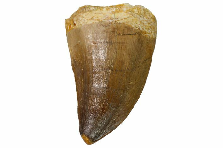 Fossil Mosasaur (Prognathodon) Tooth - Top Quality #114151